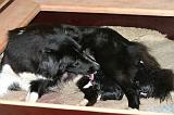 BORDER COLLIE - MISE BAS 017